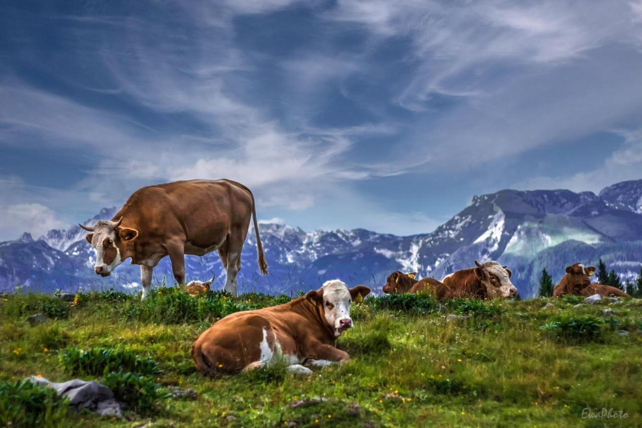 Koca Kronca - Velika Planina Stahovica Dış mekan fotoğraf