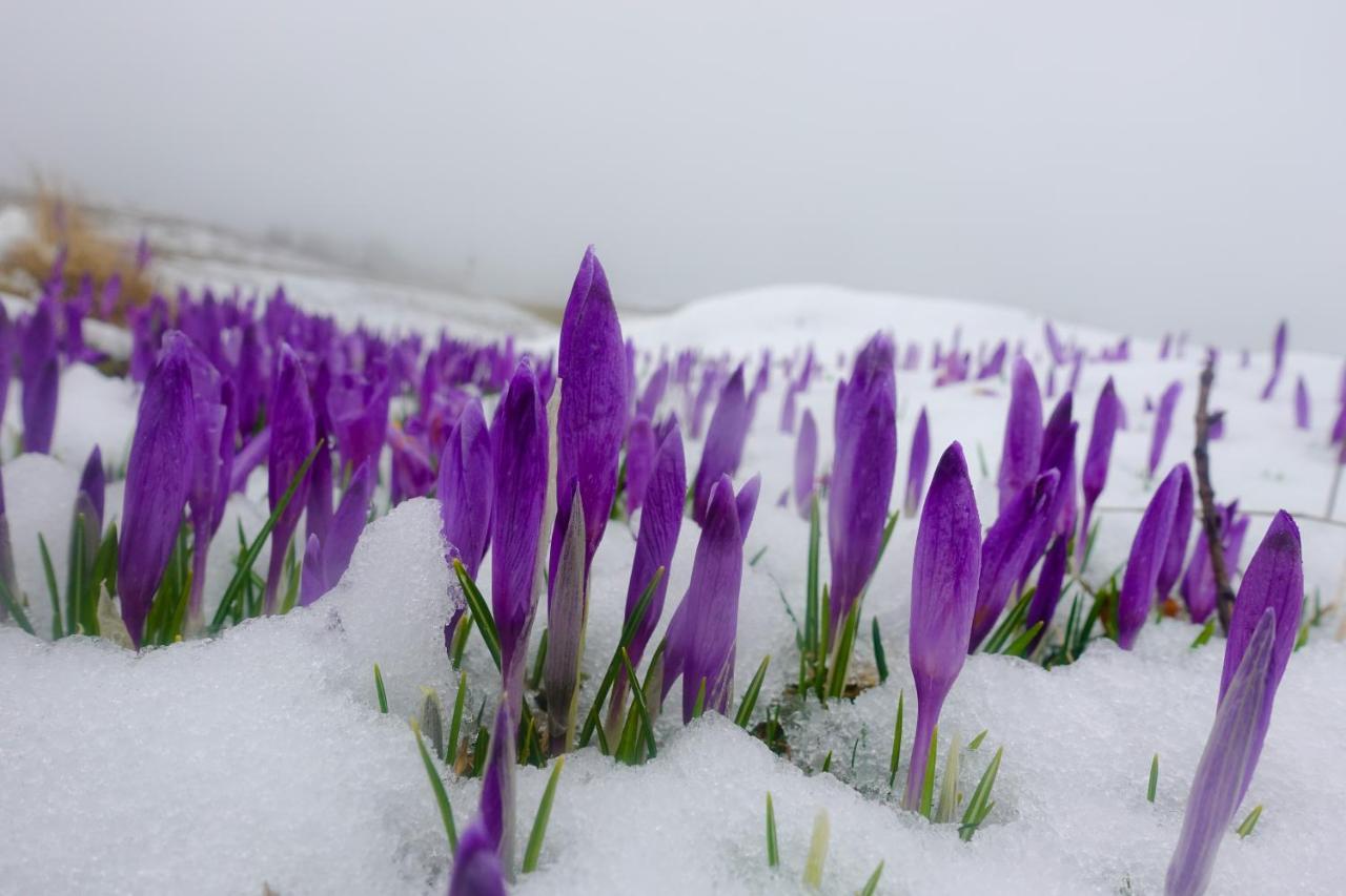 Koca Kronca - Velika Planina Stahovica Dış mekan fotoğraf